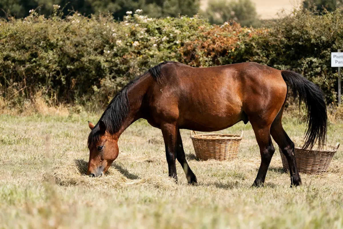 Ulcère chez le cheval : symptômes, causes et prévention