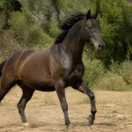 Cheval galopant dans un champ montrant l'anatomie du cheval en mouvement dynamique