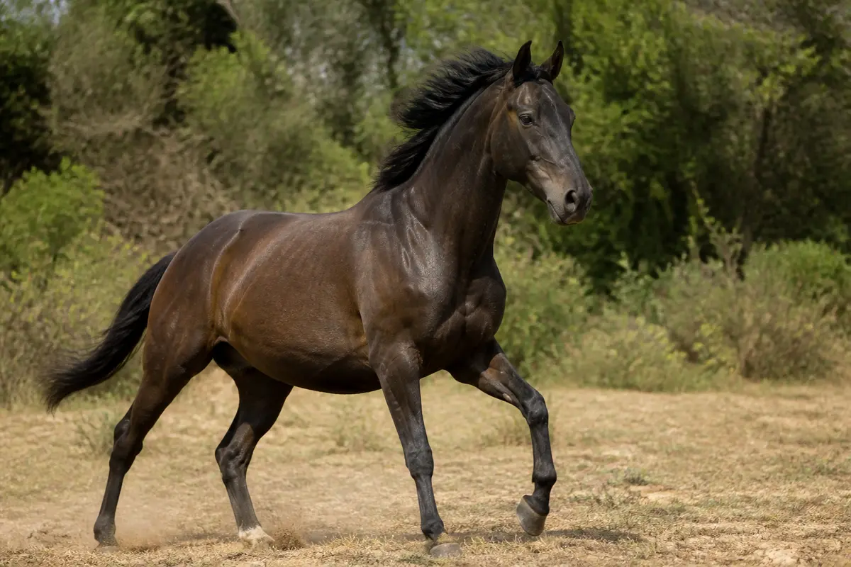 Anatomie cheval : guide complet du dos, tête et squelette