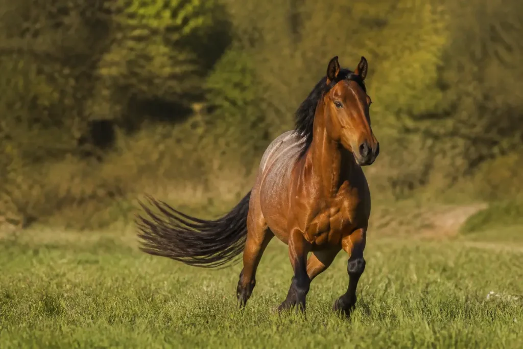 Cheval brun courant dans un pré verdoyant illustrant le caractère d'un cheval dynamique