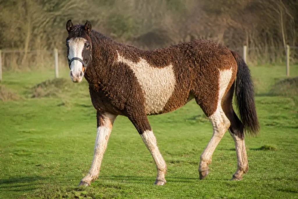 Cheval curly brun et blanc marchant dans un pré verdoyant en arrière-plan boisé