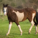 Cheval curly brun et blanc marchant dans un pré verdoyant en arrière-plan boisé