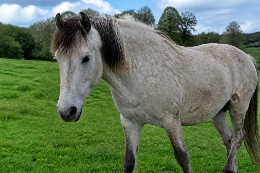 Cheval gris dans un champ verdoyant, associé à l'idée de cheval peu esthétique