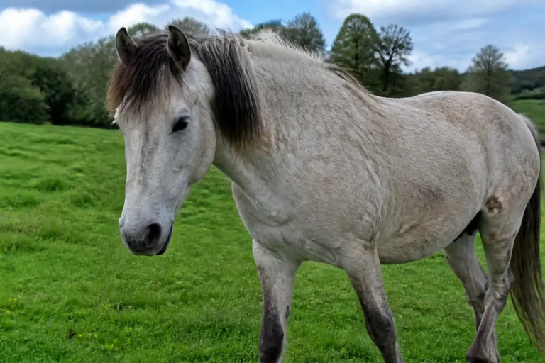 Cheval gris dans un champ verdoyant, associé à l'idée de cheval peu esthétique