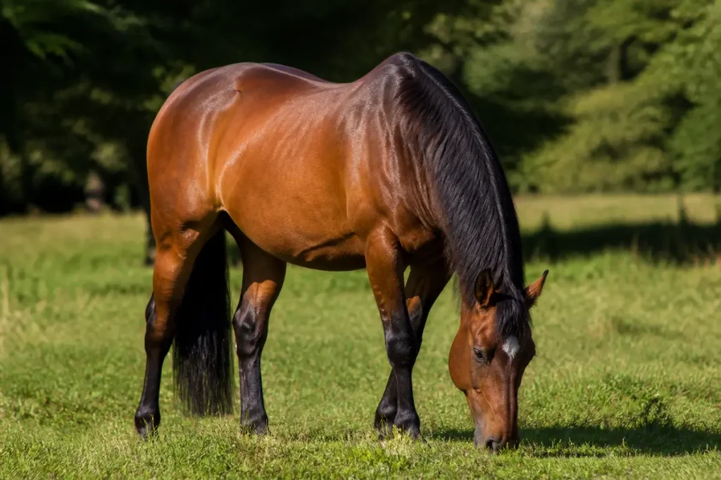 Cheval brun paissant dans un champ, illustrant le poids d'un cheval en nature