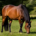 Cheval brun paissant dans un champ, illustrant le poids d'un cheval en nature
