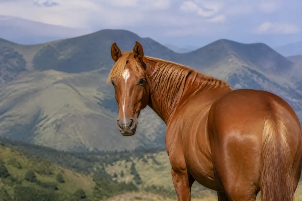 Un cheval à la robe alezane devant des montagnes verdoyantes