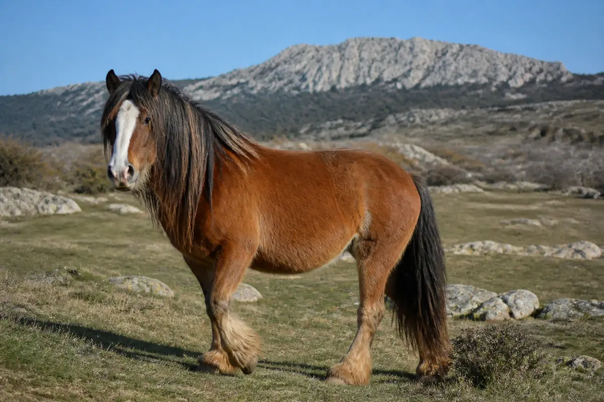 Chevaux barbes : origines, caractère et élevage essentiel