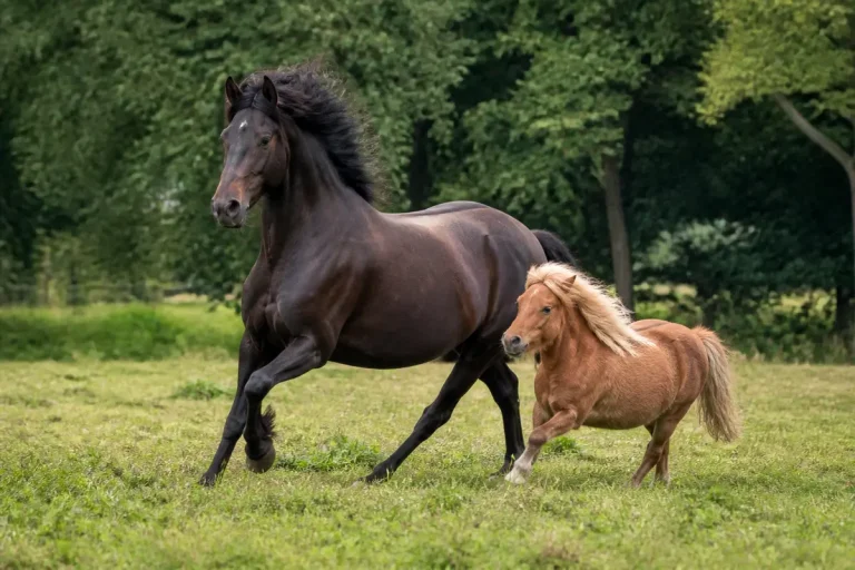 Cheval noir et poney brun galopant librement dans un pré verdoyant.