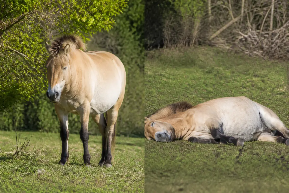Comment dort le cheval ? Postures, durée et bien-être