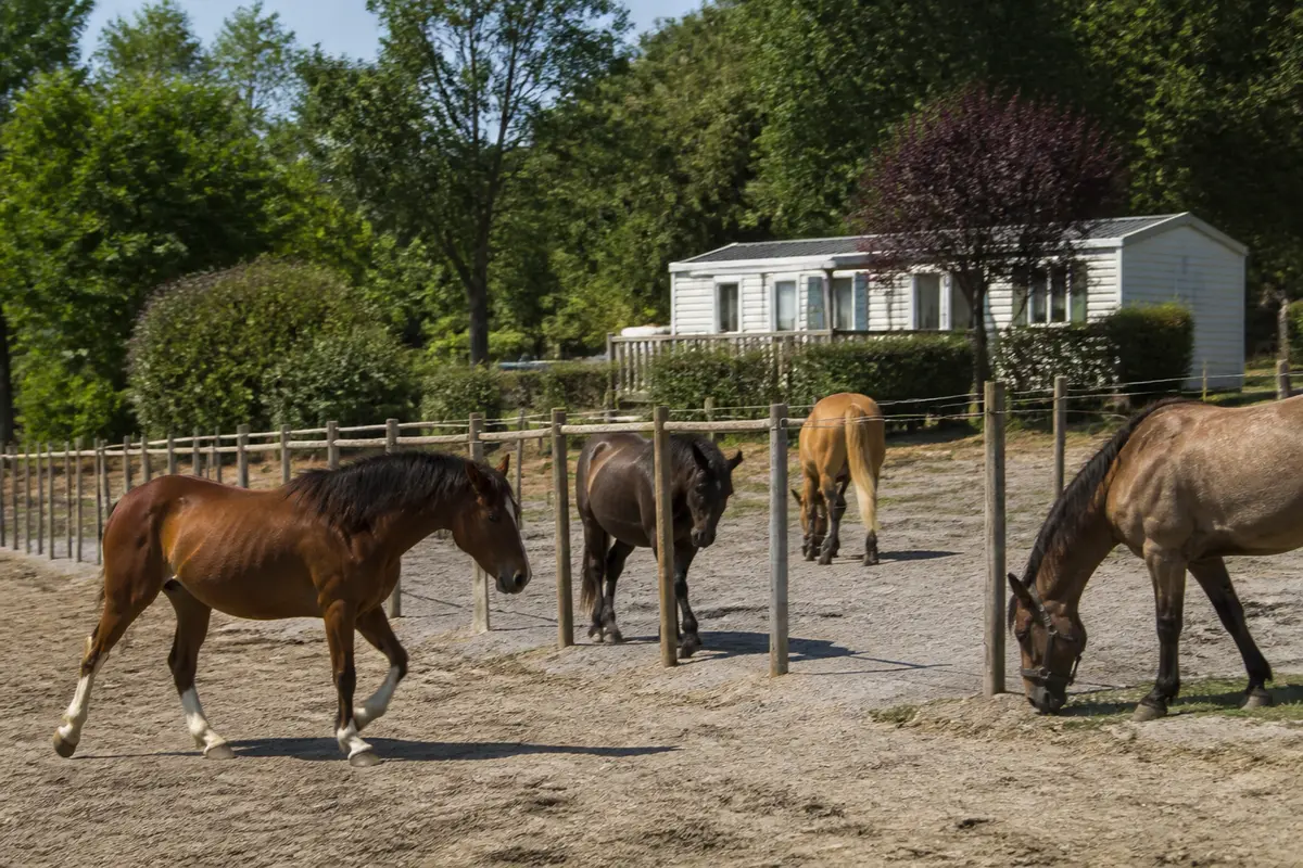 Domaine équestre du Poët : Centre équestre, concours &amp; stages