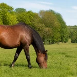 Cheval brun broutant paisiblement dans un champ vert illustrant la durée de vie équine