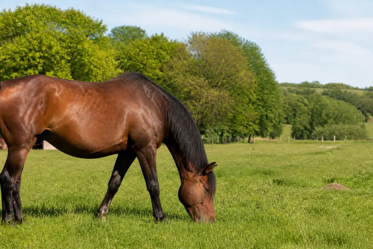 Durée de vie cheval : espérance, âge et conseils vitalité