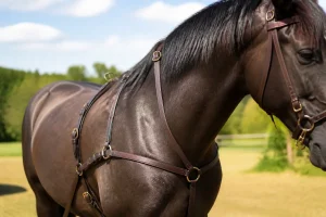 Cheval portant un harnais en cuir brun dans un espace verdoyant ensoleillé