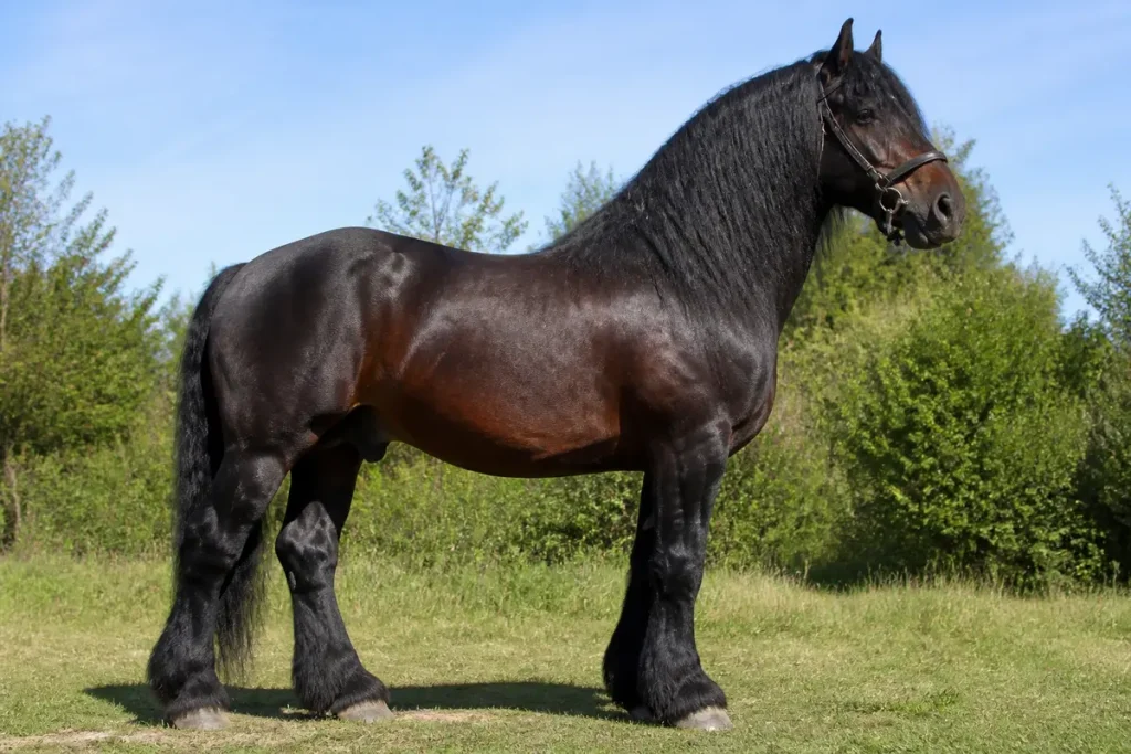 Grand cheval noir majestueux sur fond de verdure, probablement le plus grand cheval mondial