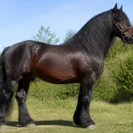 Grand cheval noir majestueux sur fond de verdure, probablement le plus grand cheval mondial