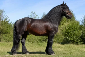 Grand cheval noir majestueux sur fond de verdure, probablement le plus grand cheval mondial