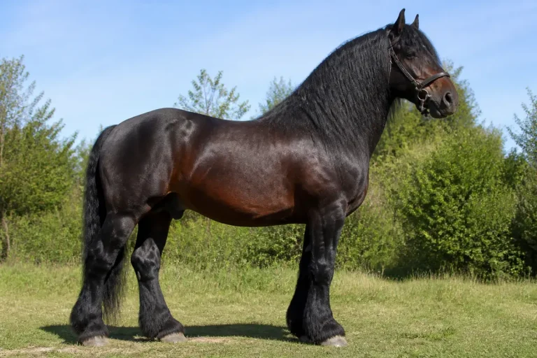 Grand cheval noir majestueux sur fond de verdure, probablement le plus grand cheval mondial