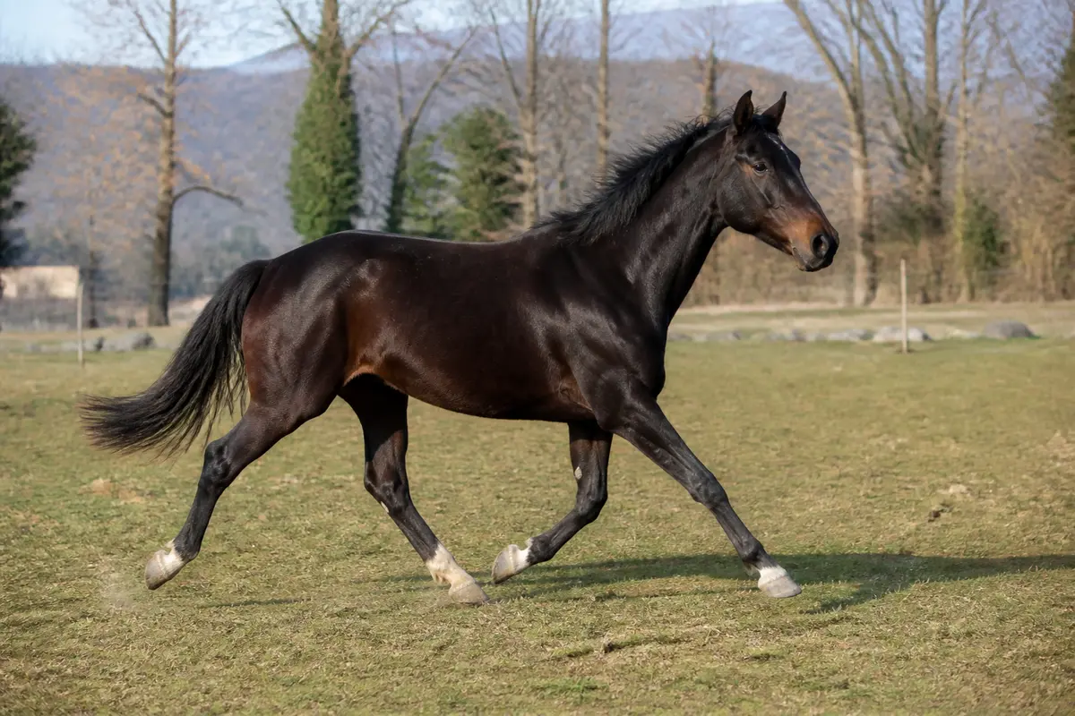 Le trot : tout savoir sur les courses, attelé et poney