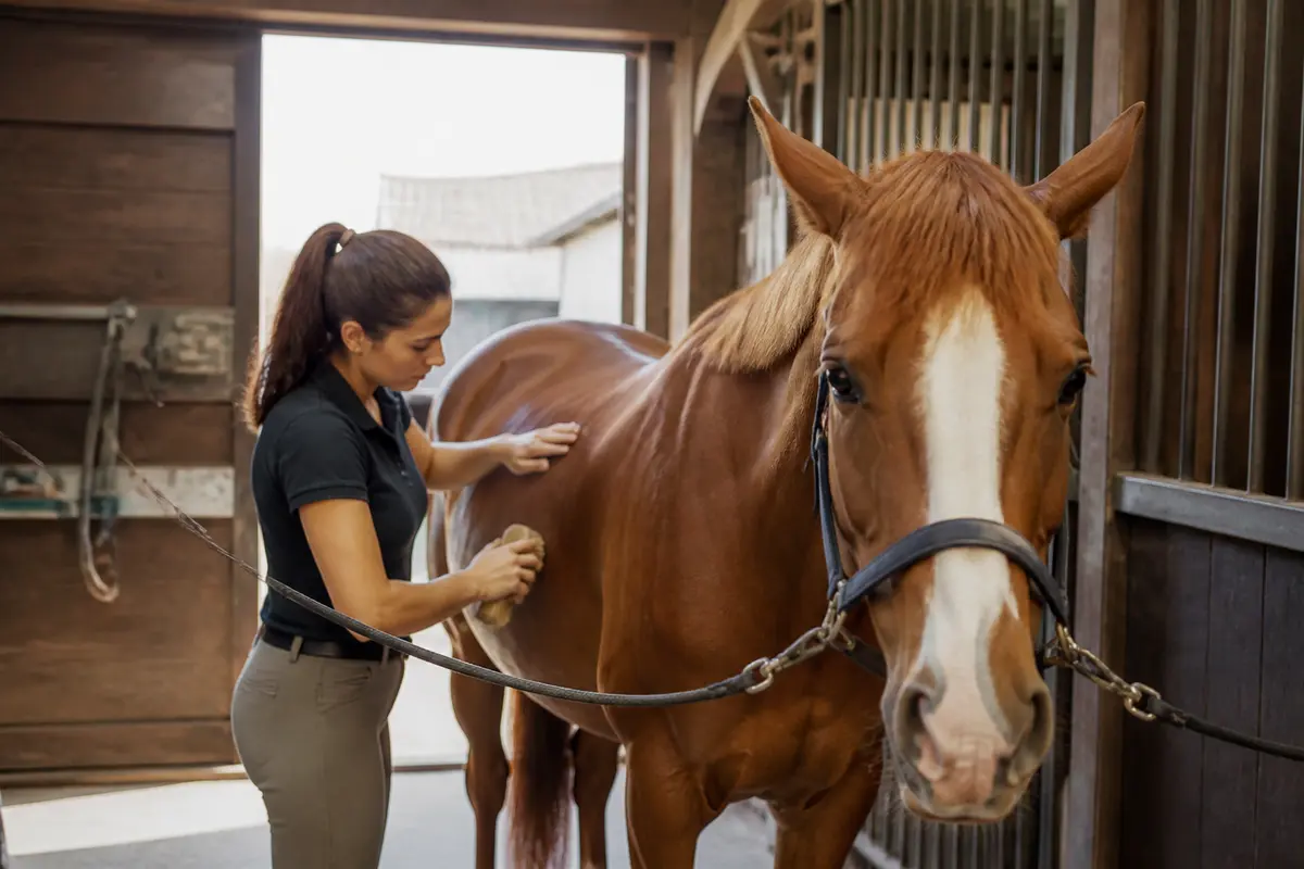 Les métiers avec les chevaux : Quels choix pour travailler ?