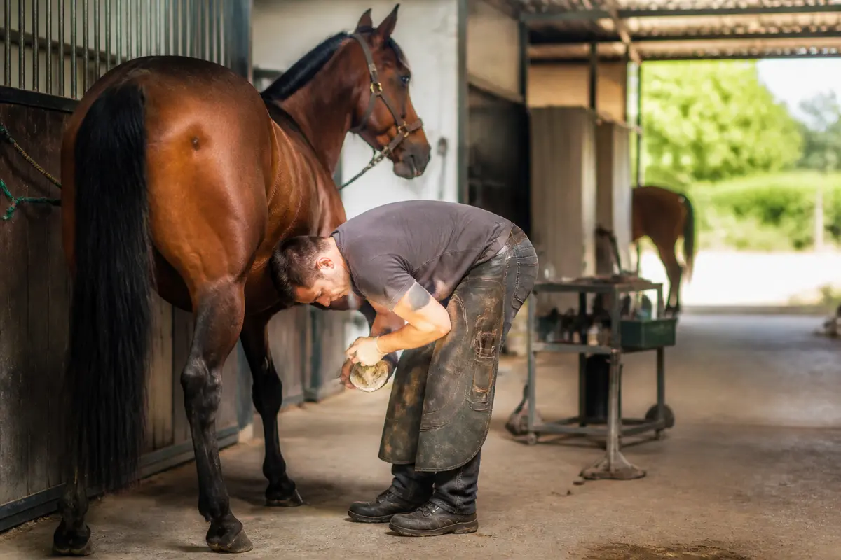 Liste des 100 métiers du cheval : Découvrez toutes les professions