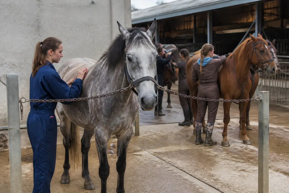 Lycée professionnel : métiers du cheval et formations équines