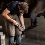 Maréchal ferrant en formation ajustant un fer à cheval dans une écurie