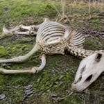 Squelette d'un cheval allongé sur sol couvert de mousse mettant en évidence les os du cheval