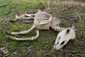 Squelette d'un cheval allongé sur sol couvert de mousse mettant en évidence les os du cheval