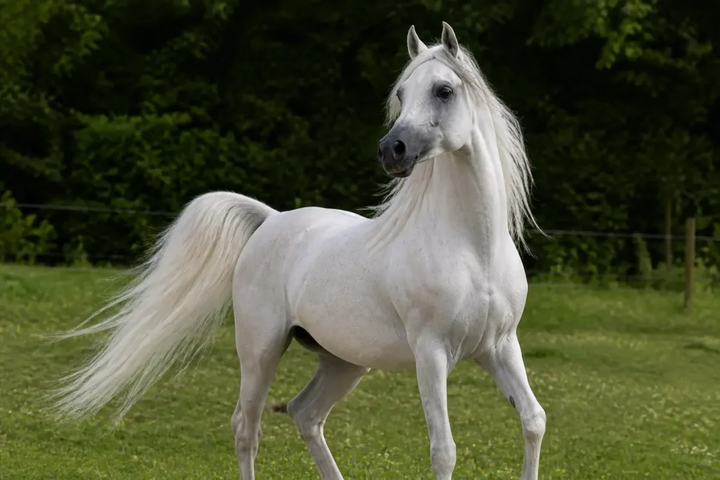 Pur sang arabe blanc élégant trottant sur l'herbe devant un fond boisé verdoyant