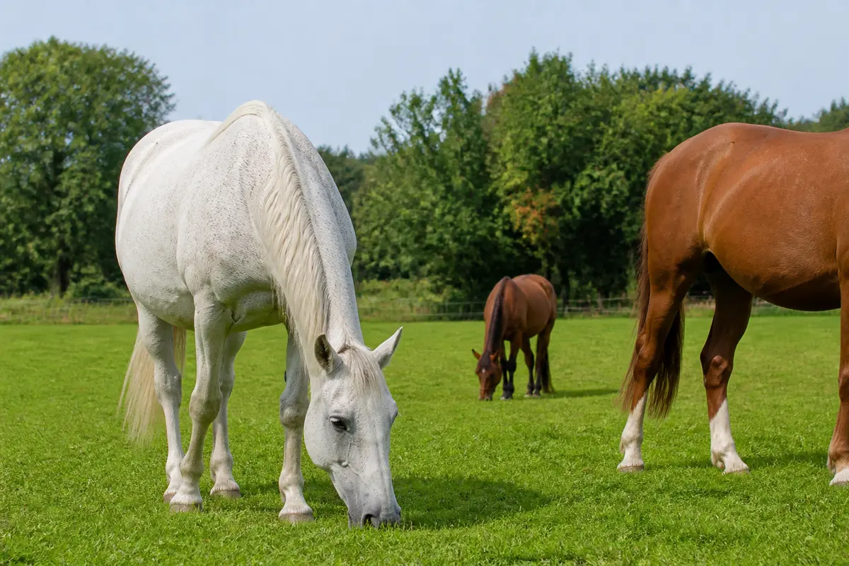 Que mange les chevaux ? Régime, besoins et conseils essentiels